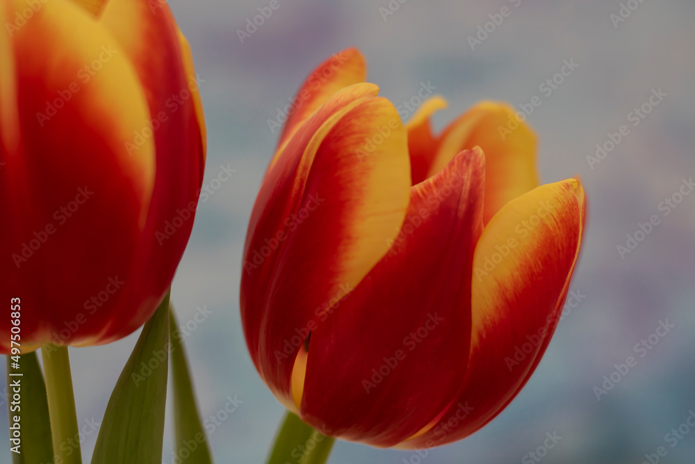 Spring Flowers Vivid Red and Yellow Tulips Spring Flowers Vivid Red and Yellow Tulips