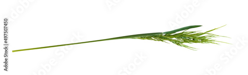 Green grass spikelet isolated