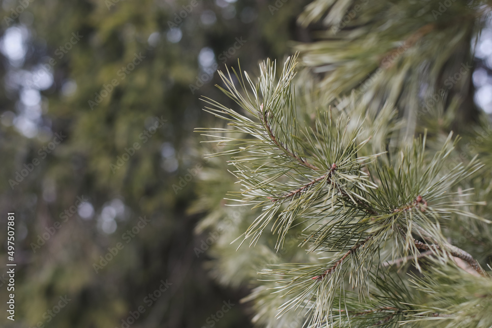 Fluffy branches of spruce trees. Christmas wallpaper or postcard concept. Close-up. Fluffy branches of spruce trees. Christmas wallpaper or postcard concept. Close-up.