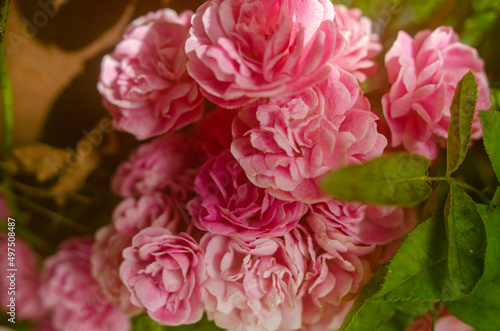 Bouquet of roses on a dark green background. High quality photo. macro photography