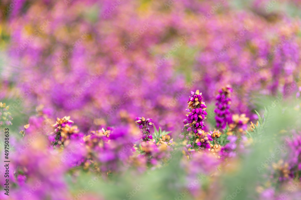 Close up of wild pink heather flowers in the moor in Brittany, France Close up of wild pink heather flowers in the moor in Brittany, France
