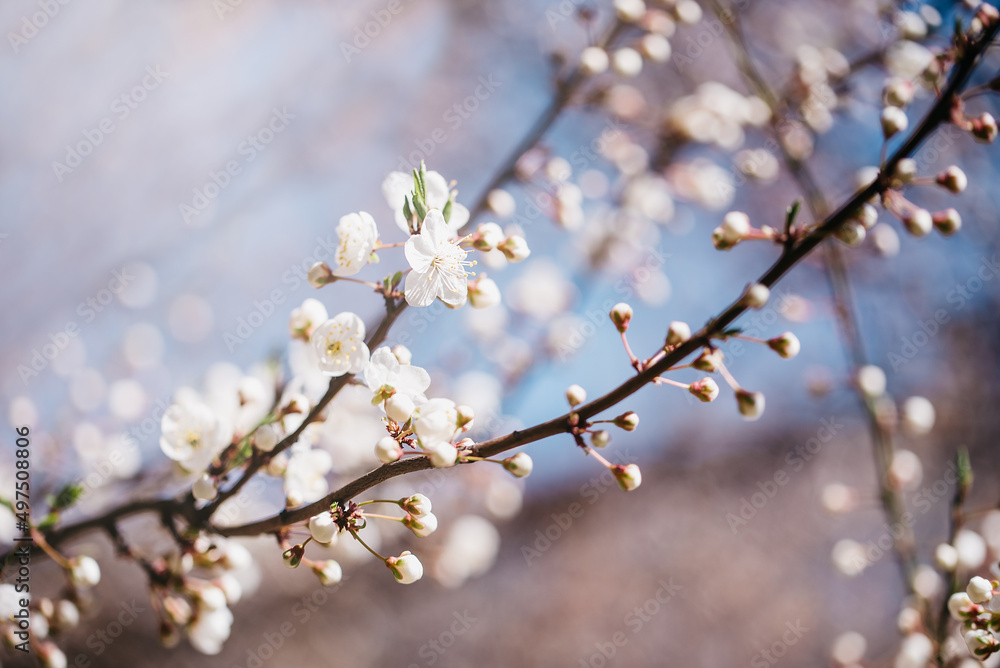 Spring background with blooming white cherry flowers. Floral abstract background of nature. Branches of blossoming cherry macro with soft focus. Easter and spring greeting cards. Springtime Spring background with blooming white cherry flowers. Floral abstract background of nature. Branches of blossoming cherry macro with soft focus. Easter and spring greeting cards. Springtime
