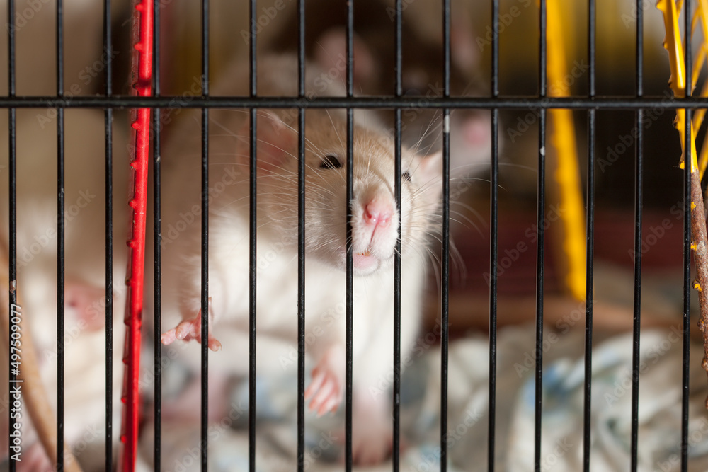 Obraz premium rats in a cage closeup