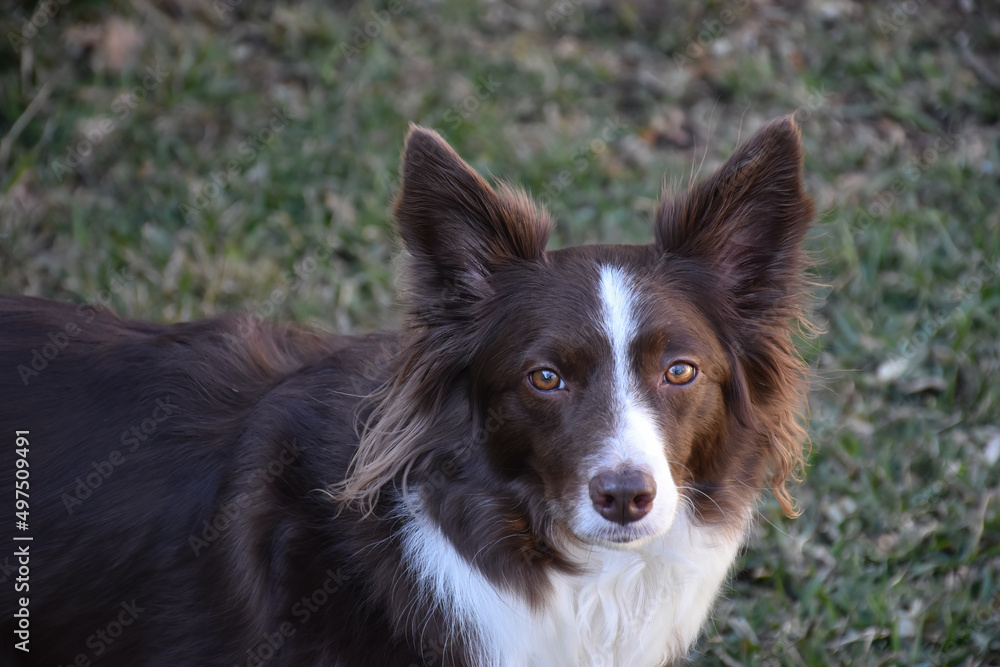 Border Collie, Chocolate and White color, Trained Dog 