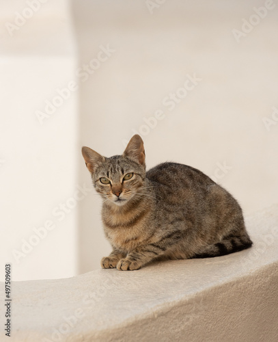 Grey cat on a white wall in Santorini island in Greece with blue sky and sea background with mountains. High quality photo