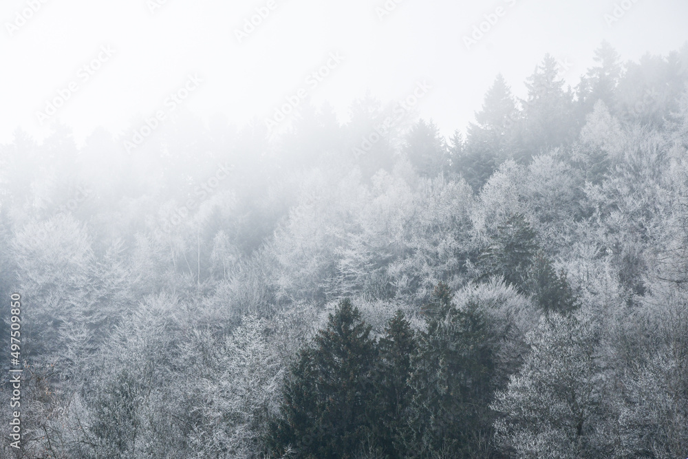 Background photo of trees in winter season Background photo of trees in winter season