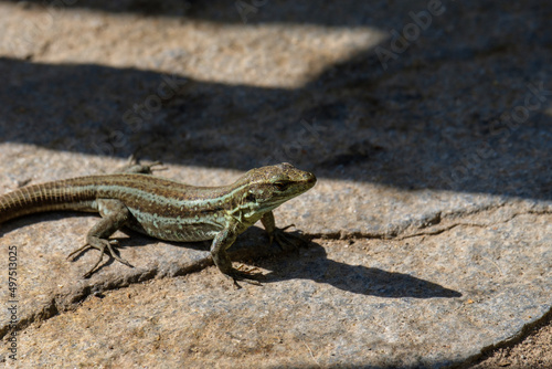 Portrait of a Canary Island lizard on the Canary Island Tenerife. A canary lizard on rocky ground in the wild closeup.