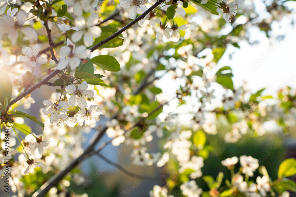 Branch of beautiful cherry blossom on sunset. Springtime in the nature. Branch of beautiful cherry blossom on sunset. Springtime in the nature.