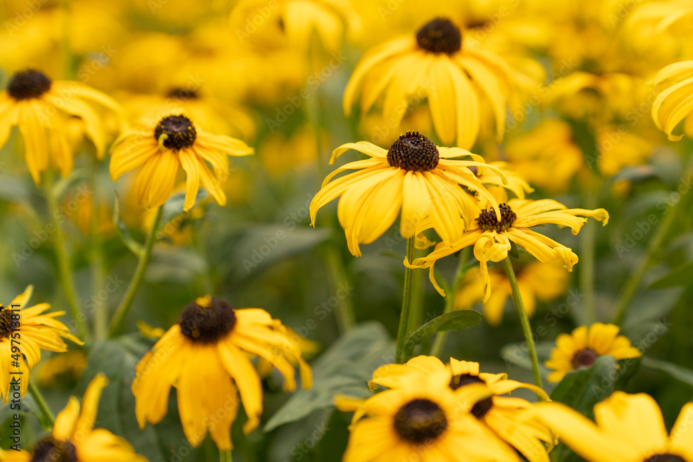 Full frame bunch of Rudbeckia Goldtrum flowers or Susan with the Pretty Eyes yellow with dark bud Full frame bunch of Rudbeckia Goldtrum flowers or Susan with the Pretty Eyes yellow with dark bud