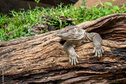 Lizard inside a broken tree