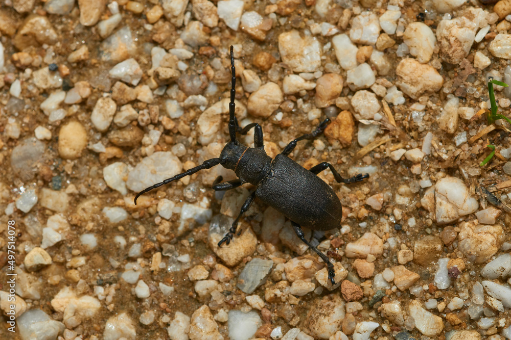 Schwarzer Weberbock (Lamia textor) Schwarzer Weberbock (Lamia textor)