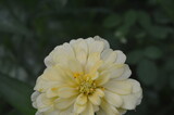 zinnia elegans flower of the genus zinia with a beautiful yellow color grows in the garden