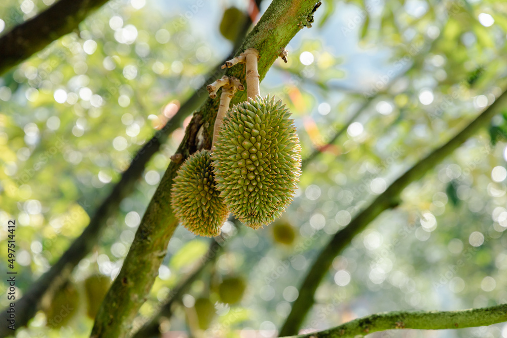 Durian is growing in the orchard of Chanthaburi, Thailand . King of fruit Durian is growing in the orchard of Chanthaburi, Thailand . King of fruit