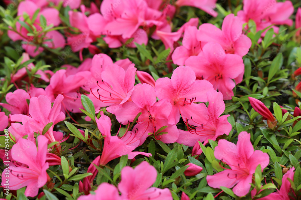 庭に咲くツツジの赤い花 庭に咲くツツジの赤い花