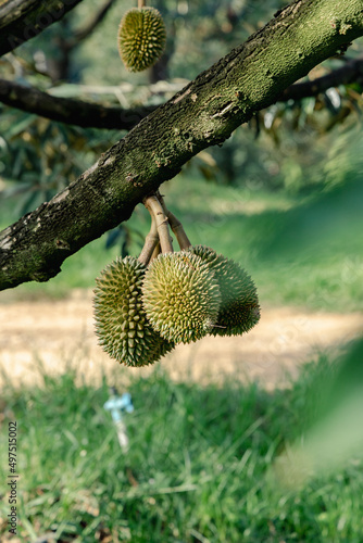 Durian is growing in the  orchard of Chanthaburi   Thailand . King of fruit