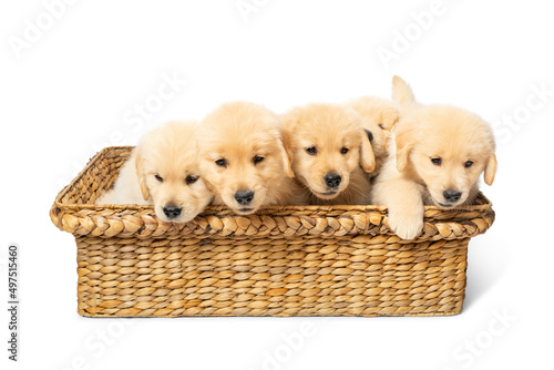 Adorable Litter of Golden Retriever Puppies. Purebreed Dogs in Basket.