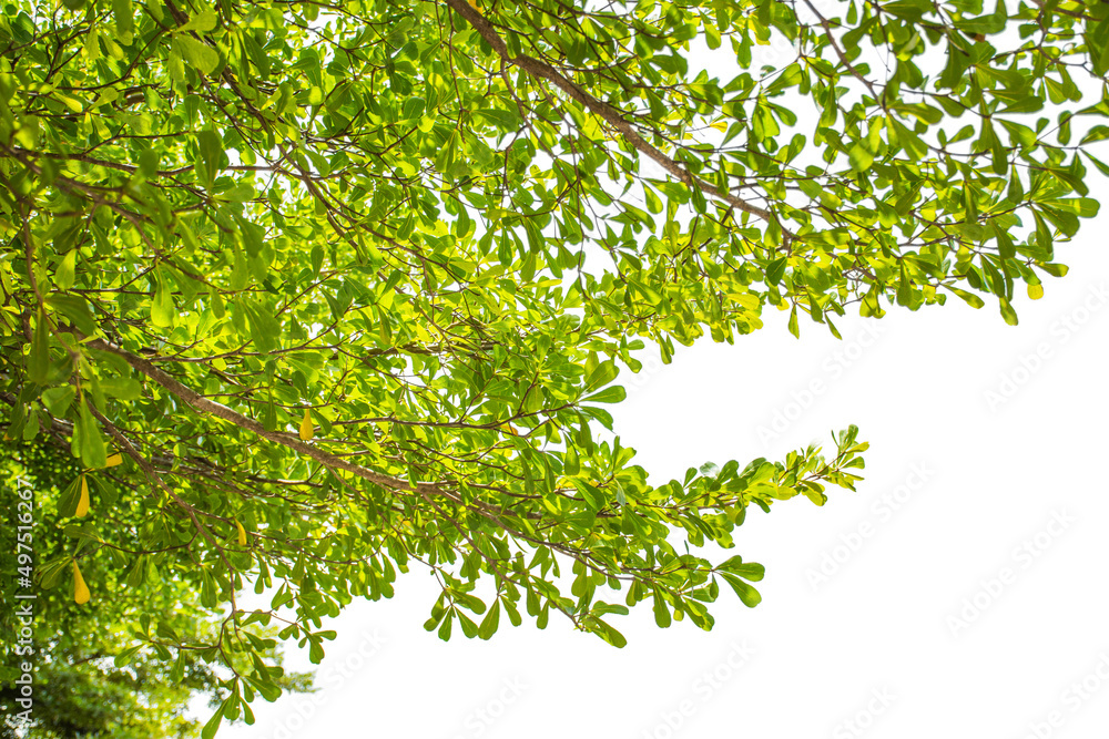 Green leaf and branch isolated on white background Green leaf and branch isolated on white background