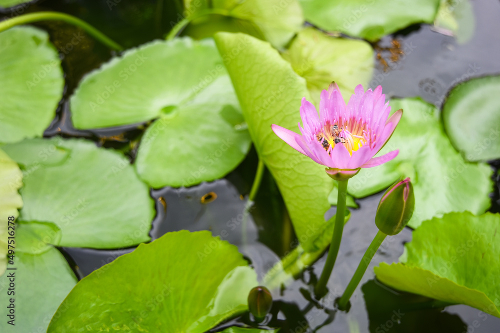 Beautiful purple Lotus flower with bee and lotus green leaf in in pond Beautiful purple Lotus flower with bee and lotus green leaf in in pond