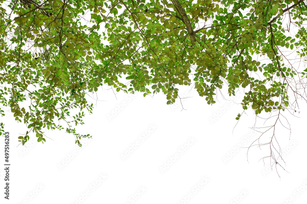 Green leaf and branch isolated on white background. Green leaf and branch isolated on white background.
