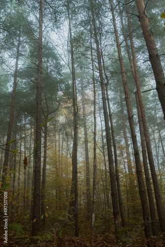A foggy morning in a pine forest. The smooth trunks of pine trees with green pine needles on top in the fog. Bottom foreshortening. A beautiful mysterious autumn landscape.
