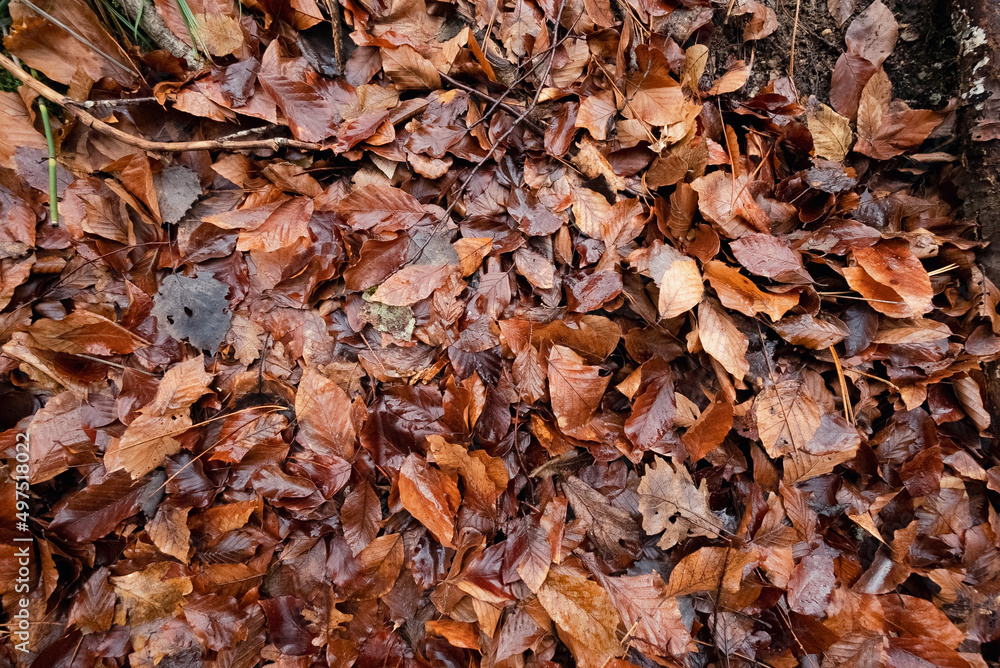 Background of  leaves. Autumn leaves background