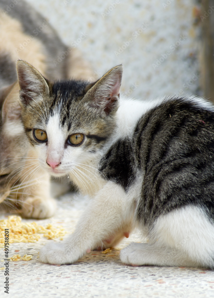 Cute black-and-white striped kittens and multicolored stray cat moms are eating at the stairs of the building. 