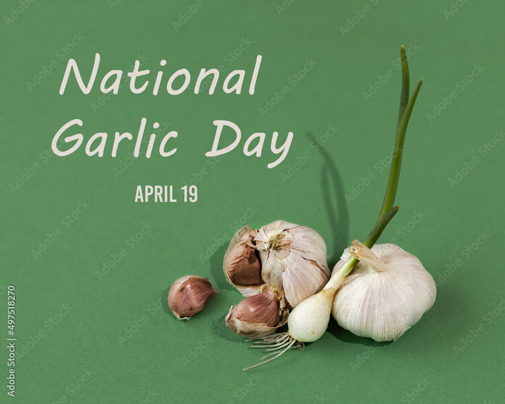 Dry whole garlic bulb, garlic cloves, and green foxes of young garlic