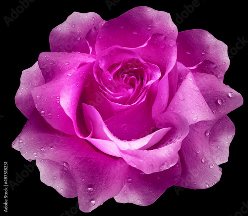 Pink rose flower on the black isolated background with clipping path. Closeup. For design. Nature.