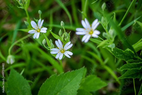 Many white small flowers on a green floor.