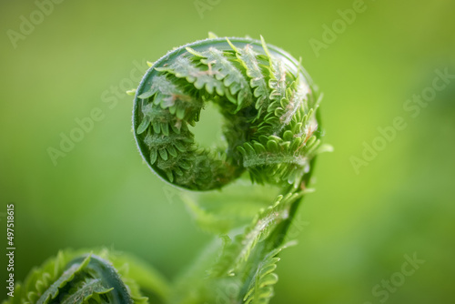 A fern shoot on a blurry green background. Selective focus