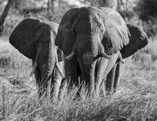 African Elephant Trio in Black and White