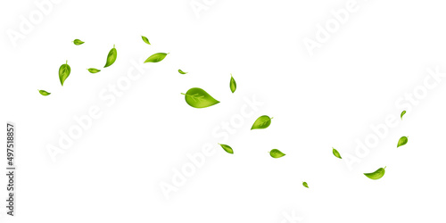 Green leaves wave. Flying foliage ornament on white banner. Leaf falling. Vegan, eco, organic design element. Cosmetic pattern border. Fresh tea background. Beauty product. Vector illustration