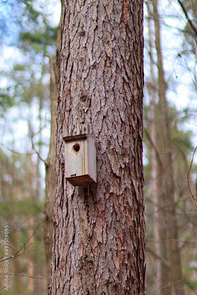 Budka lęgowa dla ptaków na drzewie w lesie