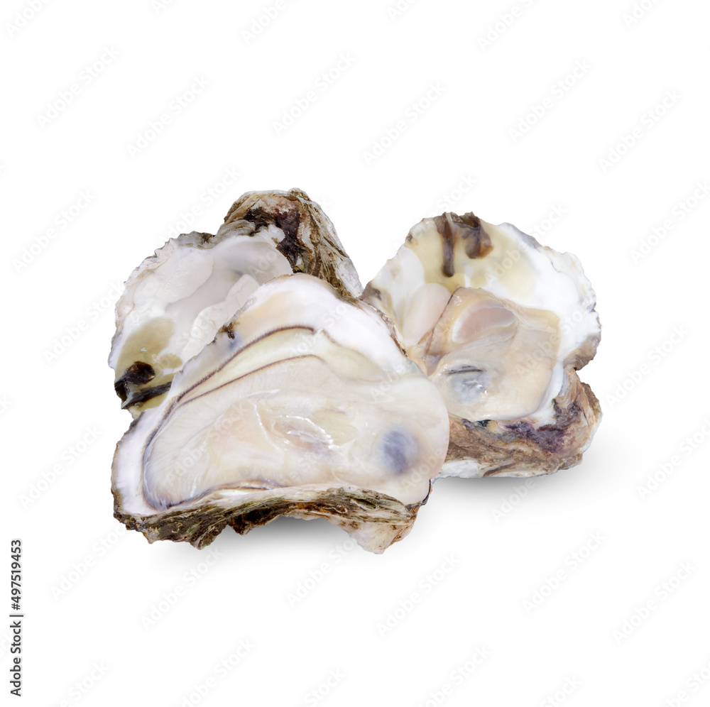 Oyster isolated on white background Oyster isolated on white background