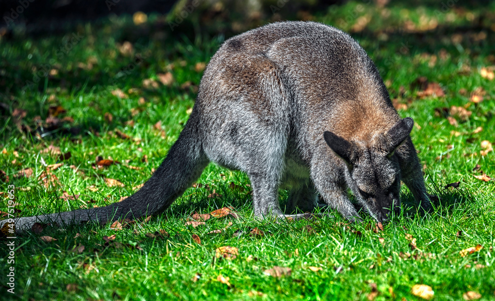 Bennett`s wallaby on the lawn. Latin name - Macropus rufogriseus Bennett`s wallaby on the lawn. Latin name - Macropus rufogriseus