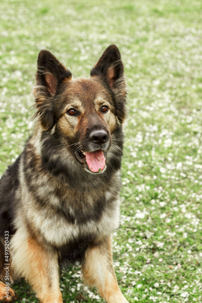 a large brown shepherd dog sits and looks around. High-quality photo. green grass.
