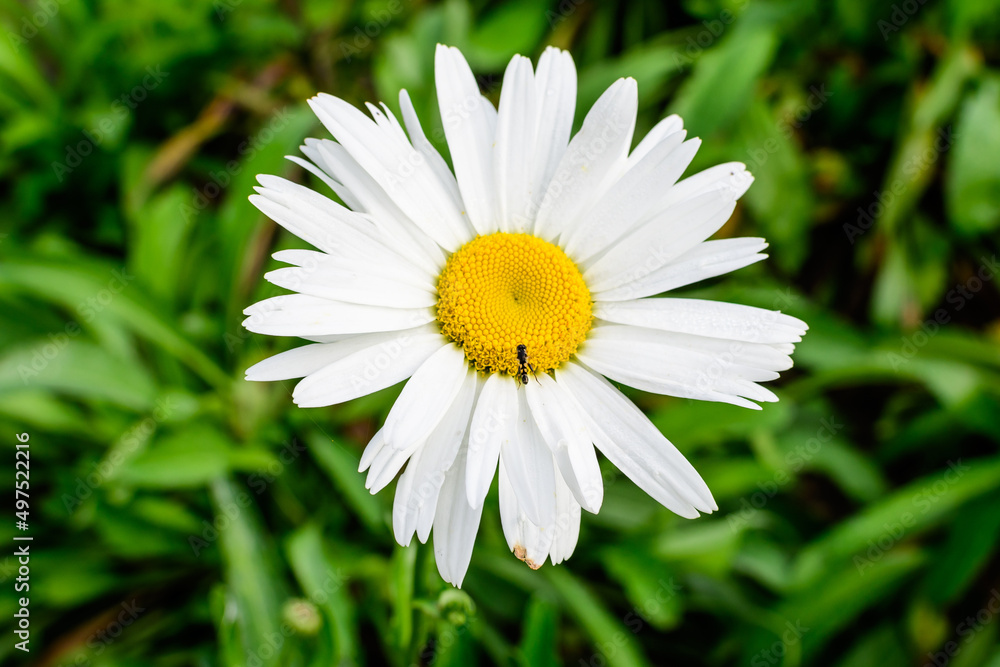 Close up of one large white Leucanthemum vulgare flower known as ox - eye daisy, oxeye daisy or dog daisy in a sunny summer garden, fresh natural outdoor and floral background.