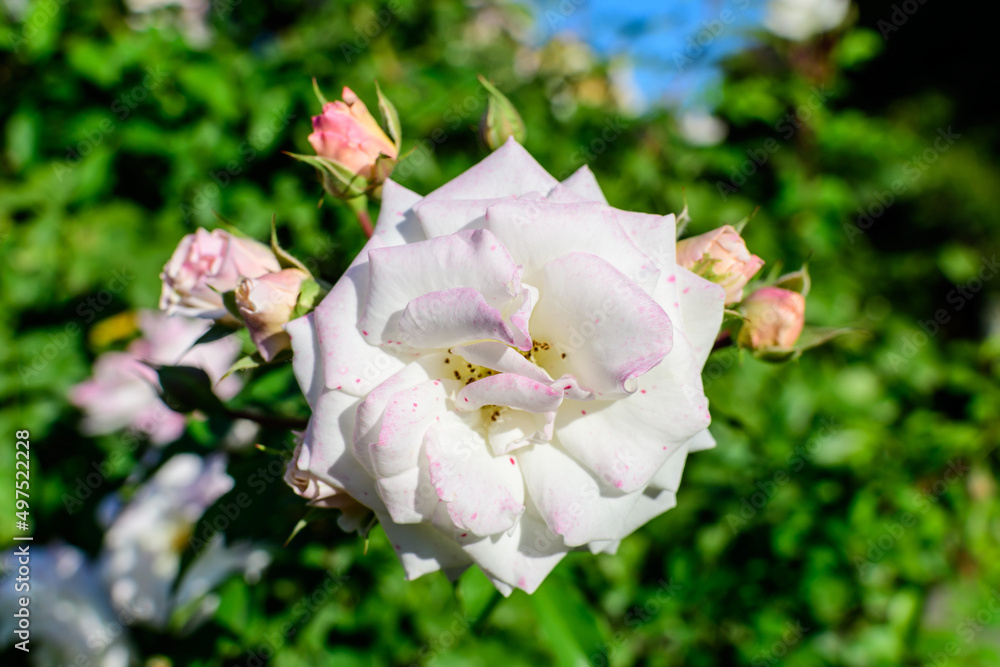 Fototapeta premium Large bush with many delicate white roses and green leaves in a garden in a sunny summer day, beautiful outdoor floral background photographed with soft focus.
