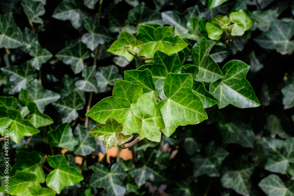 Background with many green leaves of Hedera helix, the common ivy, English or European ivy plant in an autumn garden, beautiful outdoor monochrome background. Background with many green leaves of Hedera helix, the common ivy, English or European ivy plant in an autumn garden, beautiful outdoor monochrome background.