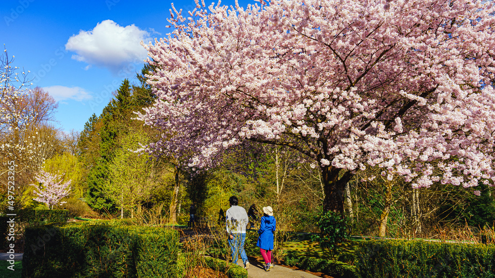 Walkling through gardens at Bear Creek Park, Surrey, BC, past Cherry blossoms on a sunny Spring day. Walkling through gardens at Bear Creek Park, Surrey, BC, past Cherry blossoms on a sunny Spring day.
