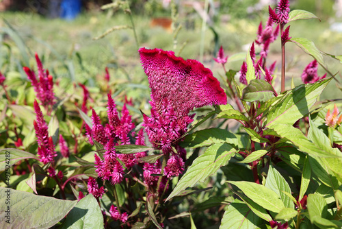 Beautiful flower comb or Celosia cristata with green leaves closeup photo