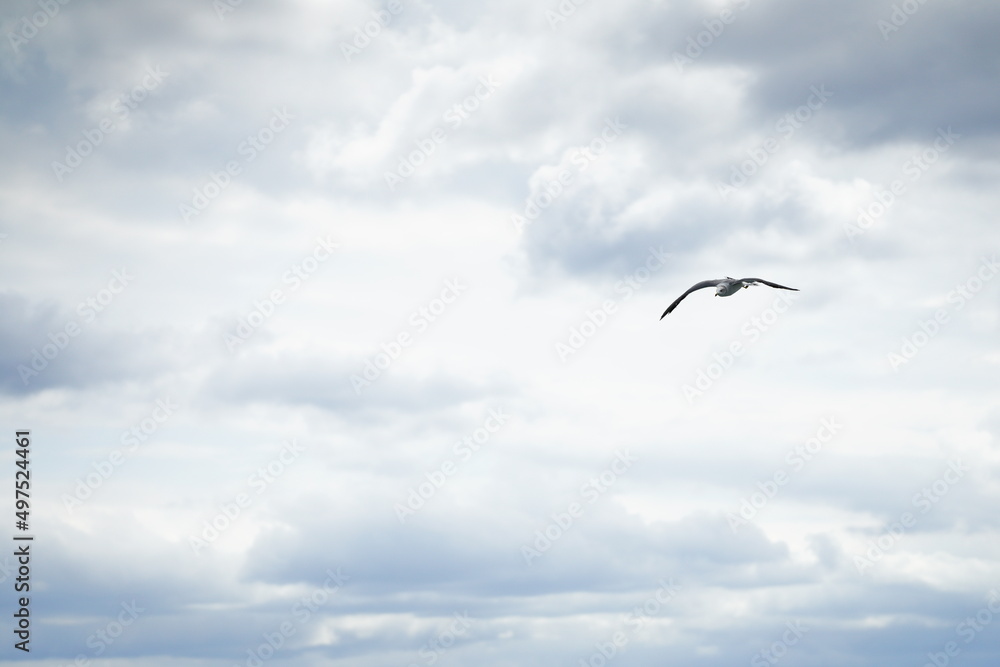 black-tailed gull in the sky