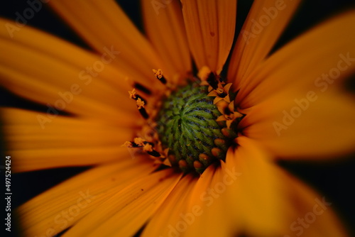 close up of flower