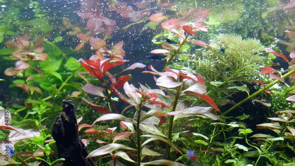 detail of planted dutch style freshwater aquarium, healthy plants