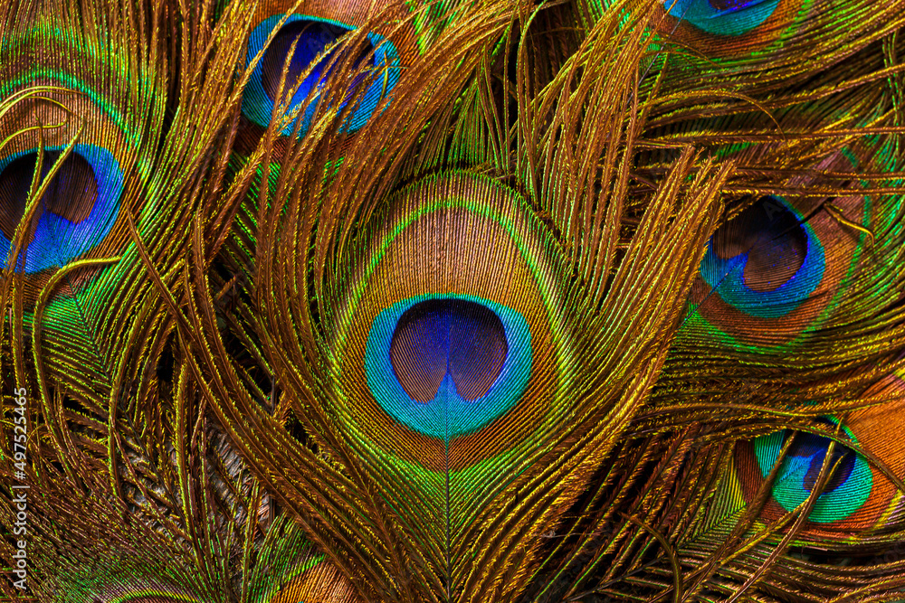 Fototapeta premium macro peacock feathers,Peacock feathers close-up