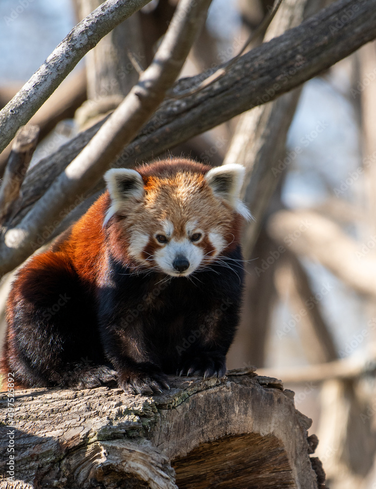 Fototapeta premium Roter Panda Bär