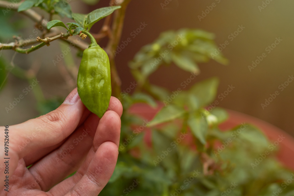 Fototapeta premium Hands of a young man growing habanero chili in an urban garden.
