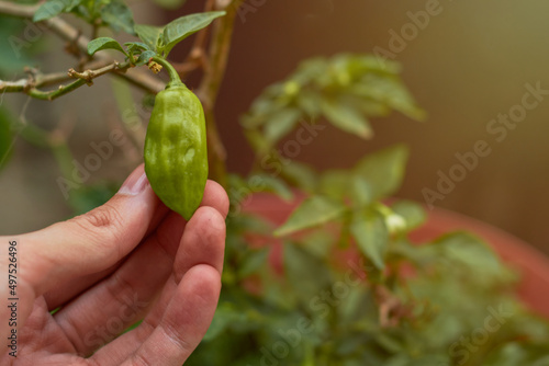 Hands of a young man growing habanero chili in an urban garden.