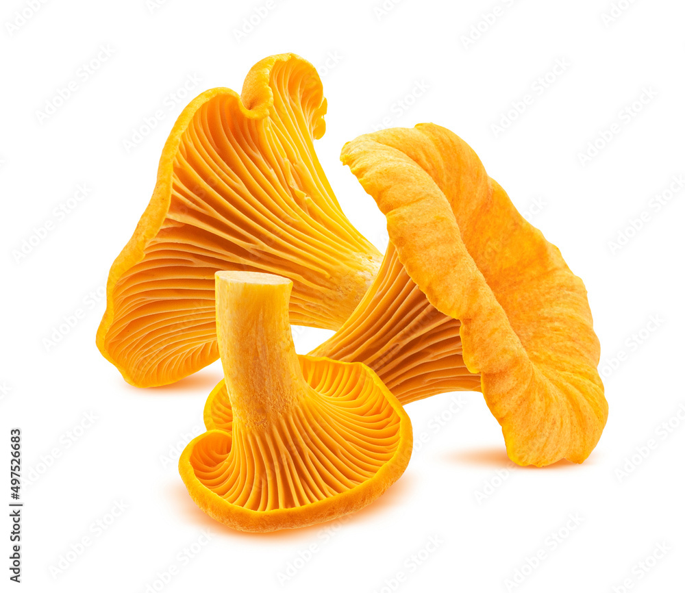 Chanterelle mushroom isolated on white background Chanterelle mushroom isolated on white background