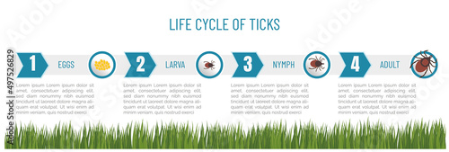 Life cycle of a tick, eggs, larva, nymph and adult stage.